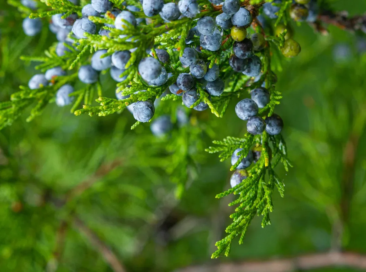 Ardıç (Juniperus) Nedir? Meyvesi ve Kullanım Biçimleri