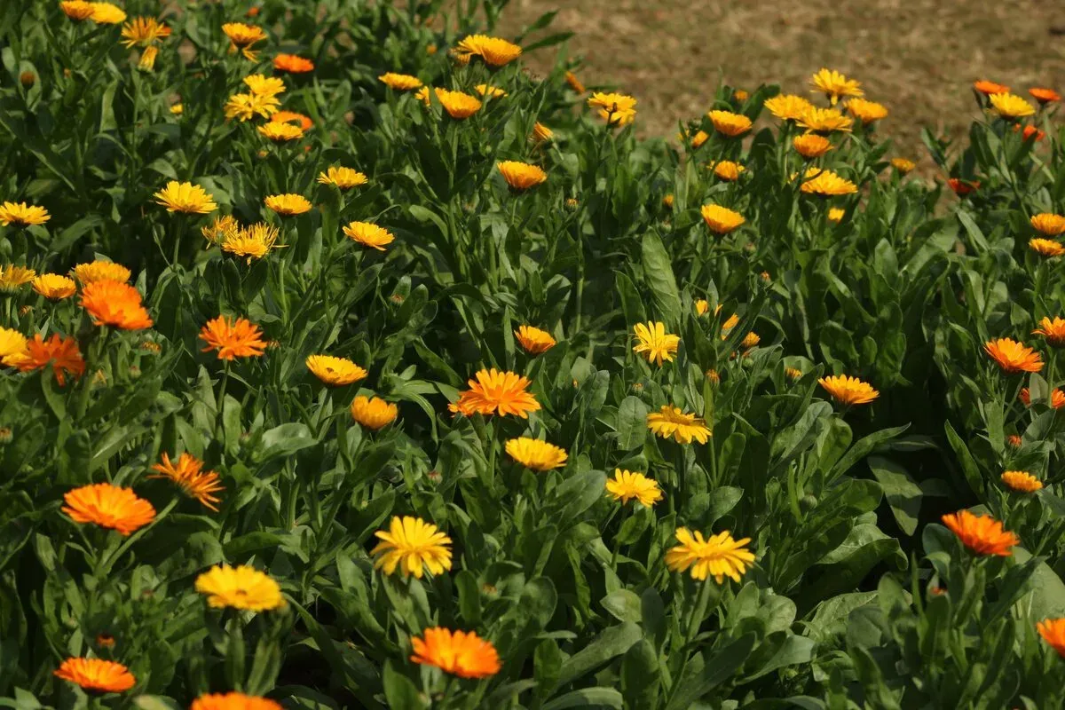 Aynısafa Çiçeği (Calendula) Nedir?