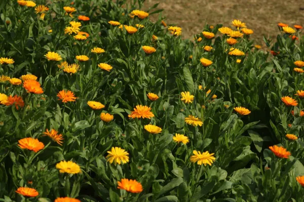 Aynısafa Çiçeği (Calendula) Nedir?