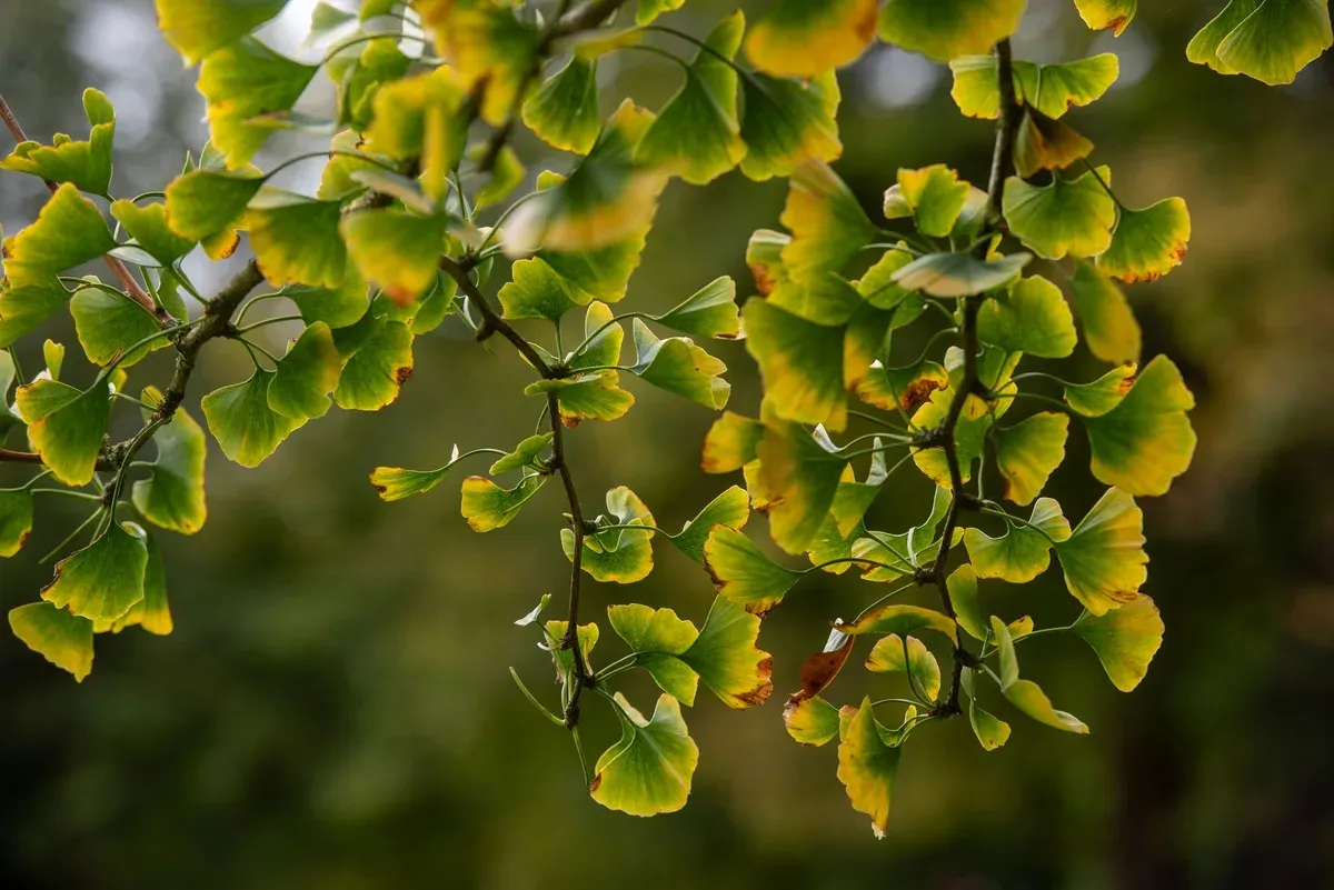 Ginkgo Biloba Nedir? Standart Ekstre ve Etiket Bilgisi