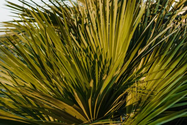 Saw Palmetto (Cüce Palmiye) Nedir? Bitkisel Özellikleri