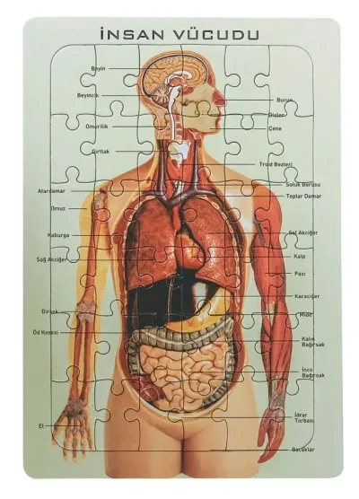 25X35 İNSAN VÜCUTLU YAPBOZ ORTA