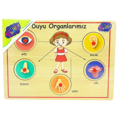 AHŞAP TUTMALI ORGANLAR