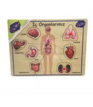 AHŞAP TUTMALI ORGANLAR