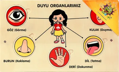WOODOY YAPBOZ DUYU ORGANLARIMIZ