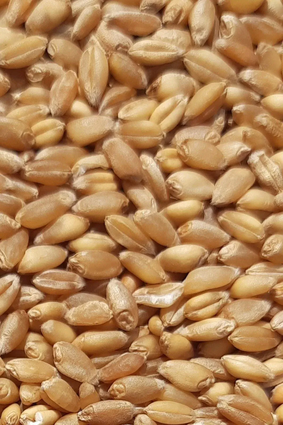 Yemlik Buğday 3 kg Kanatlı Hayvanlar Buğday Yemi - Güvercin Yemi, Tavuk Yemi