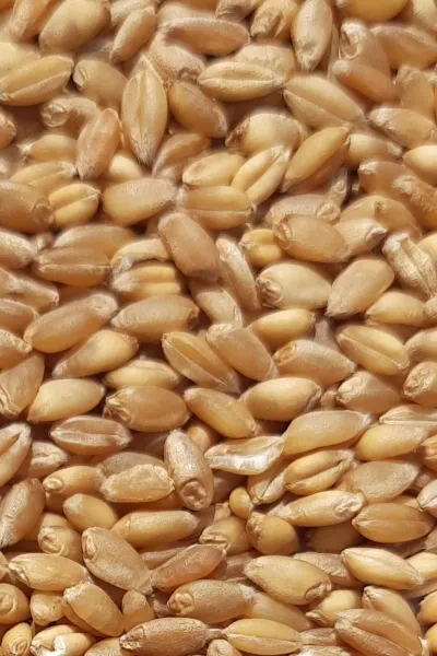 Yemlik Buğday 3 kg Kanatlı Hayvanlar Buğday Yemi - Güvercin Yemi, Tavuk Yemi