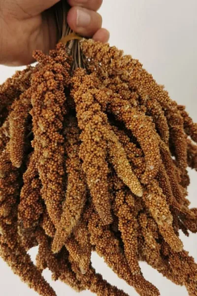 Organik Dal Darı-doğal Daldarı Kuş Yemi 100 gr