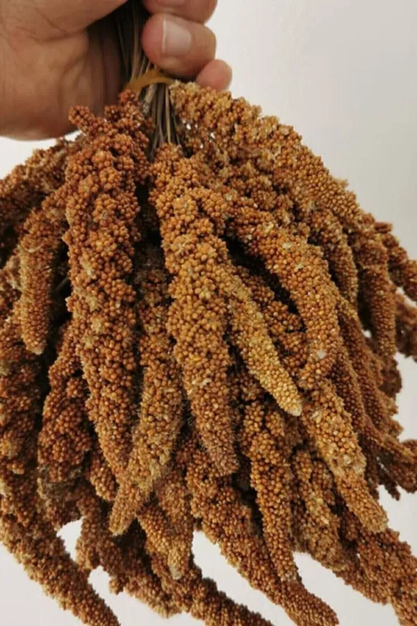 Organik Dal Darı-doğal Daldarı Kuş Yemi 100 gr