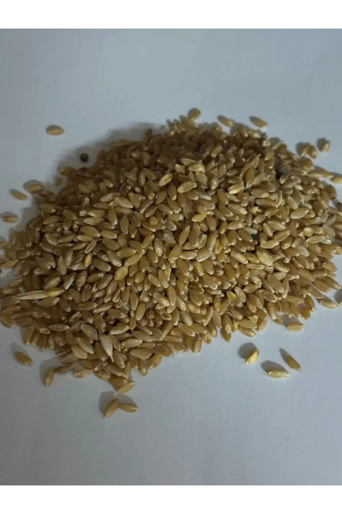 5 kg Kırmızı Sert Güvercin Buğdayı