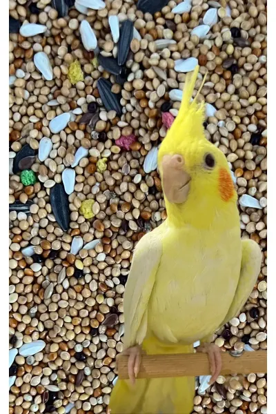 Sultan Papağanı Pareket Yemi 1 Kg.