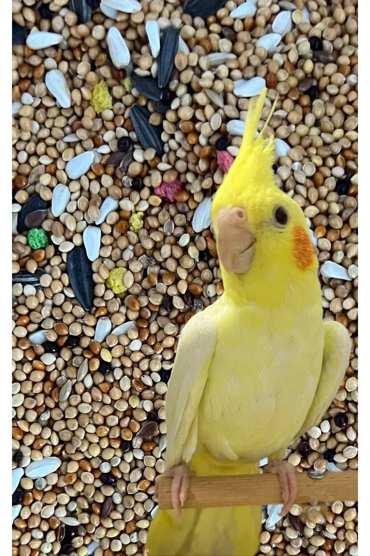 Sultan Papağanı Pareket Yemi 1 Kg.