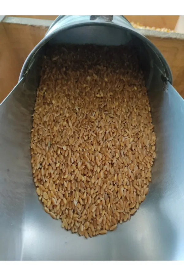 Kırmızı Güvercin Buğdayı 1 Kilogram