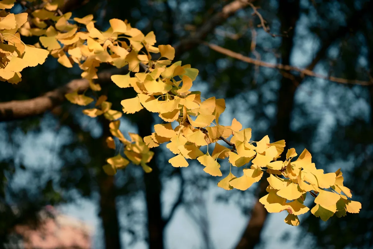 Sonbaharda sararmış ginkgo yaprakları